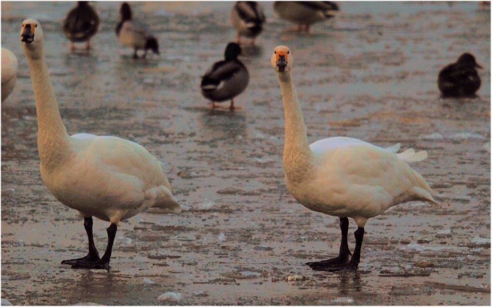 Bewick's touch down at Slimbridge!